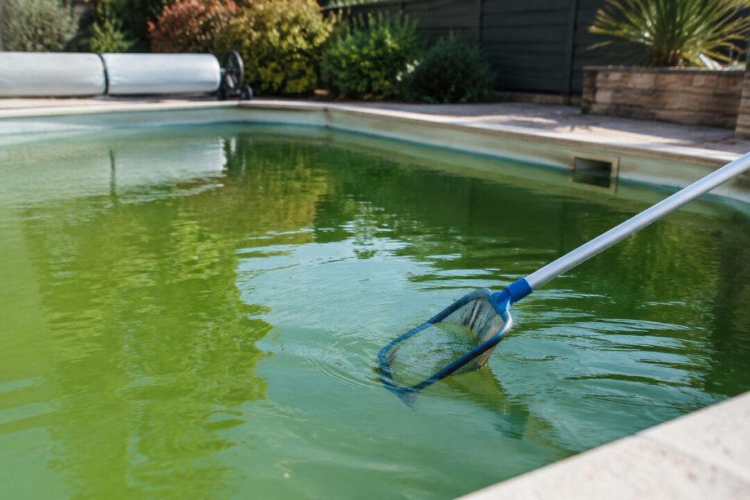 Piscine verte apres hivernage lors de la réouverture du bassin